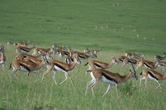 3 Days Kenya Safari Excursion