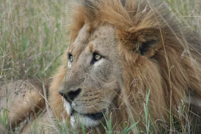 4 days Masai Mara Safari