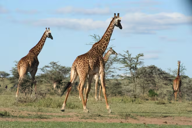 5 days Kenya Safari Package