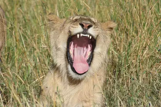 5 days Kenya Safari Tour