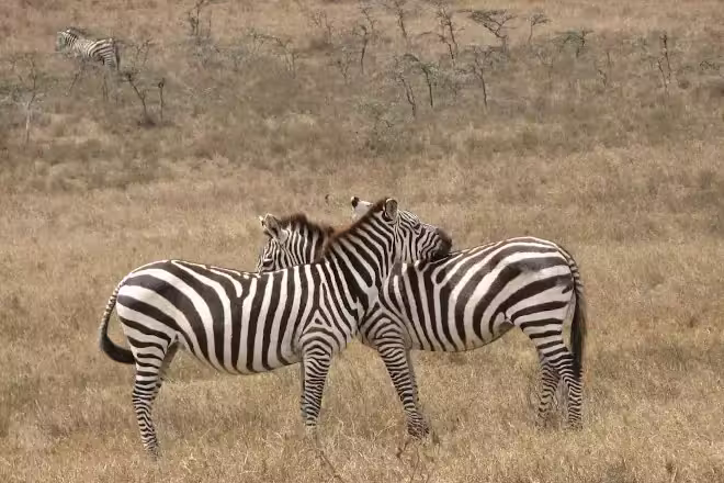 6 days Kenya Safari Package