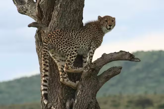 7 days Kenya Safari Package