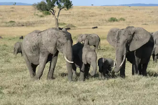9 days Kenya Safari Package