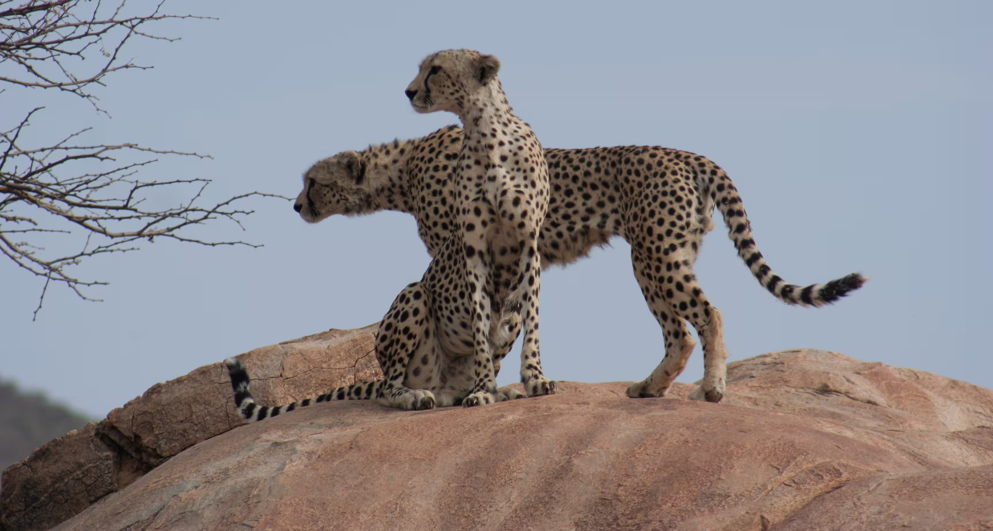 Cheetahs