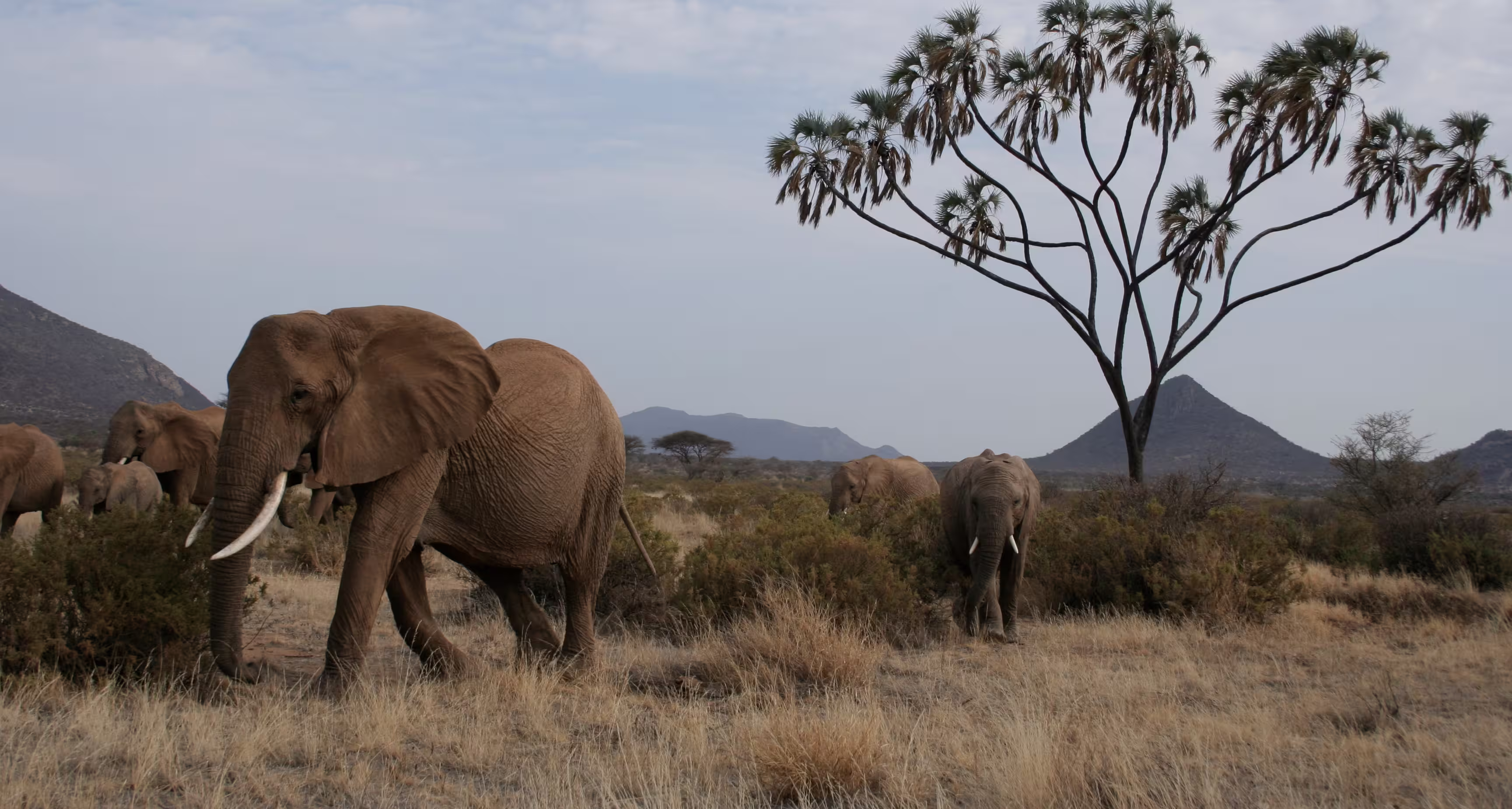 Elephants