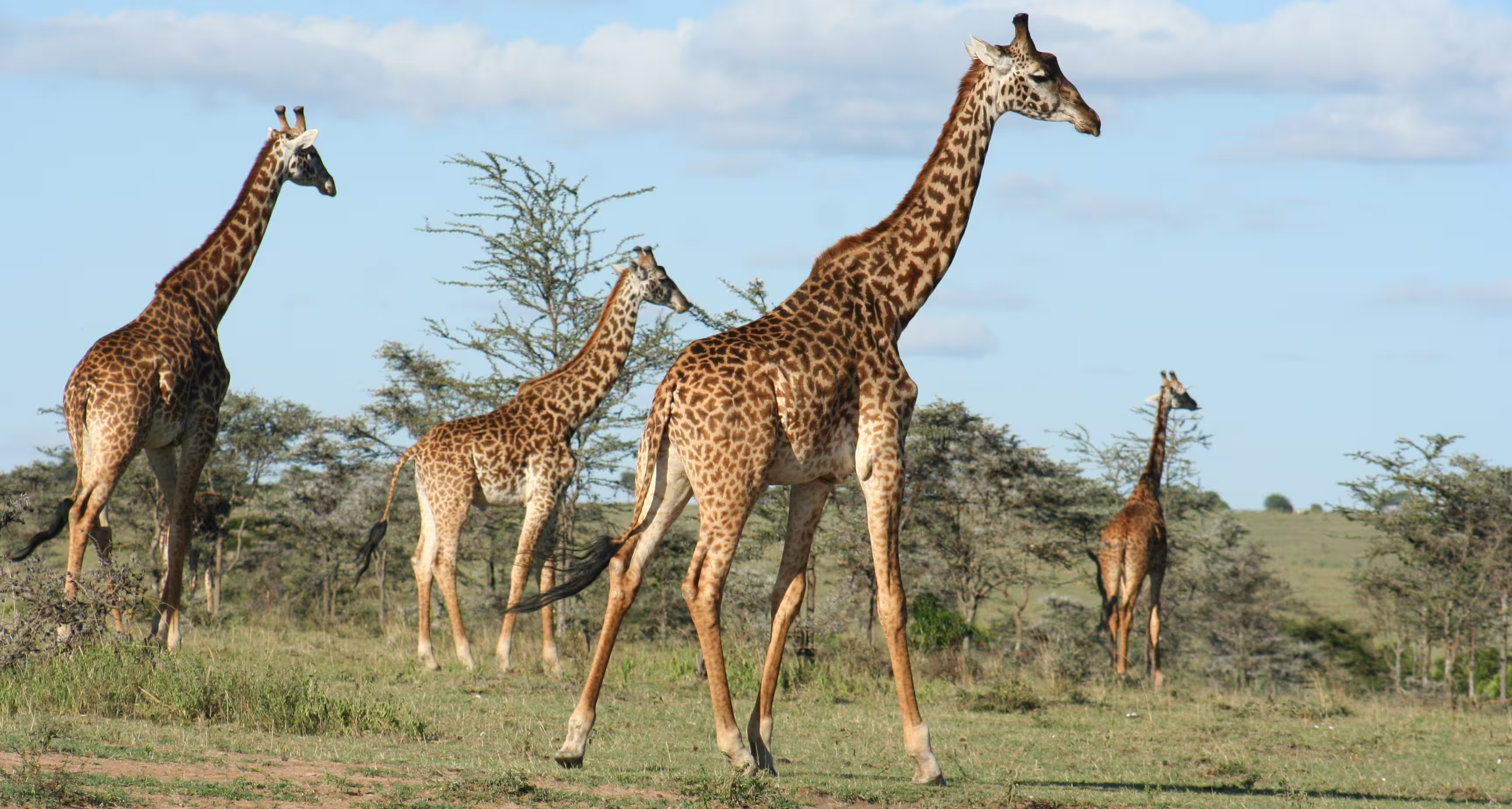Giraffes