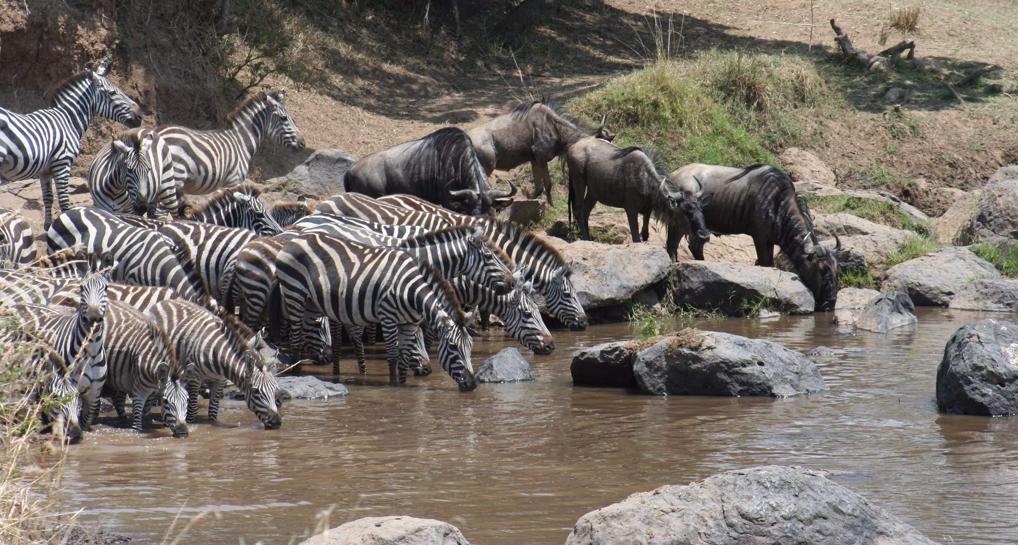 Wildebeest and Zebras