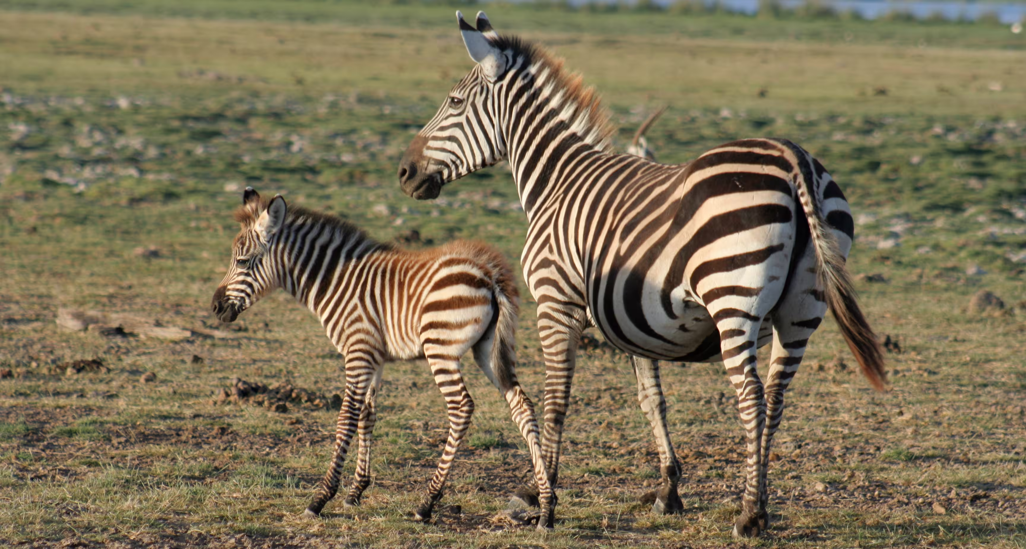 Zebras